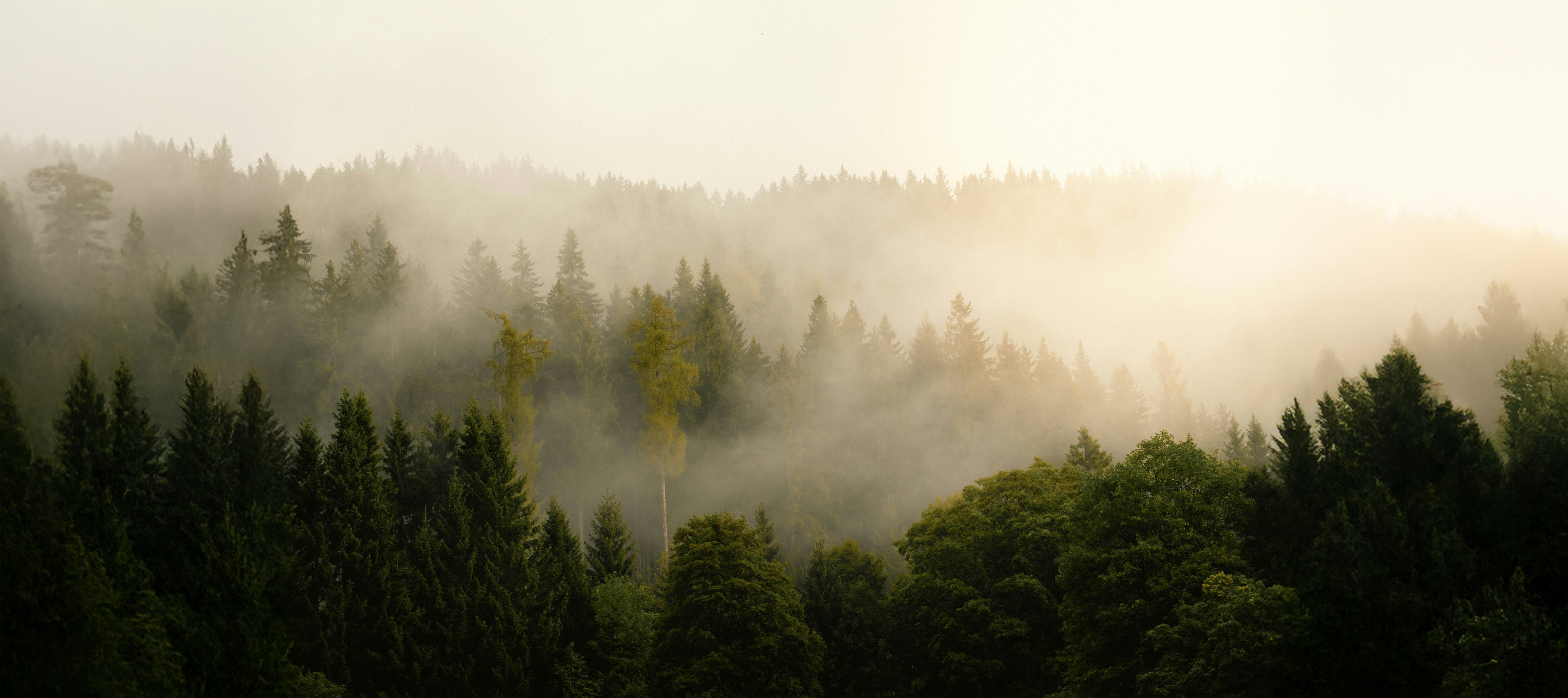 Black Forest Holzbürsten – nachhaltige Reinigungsbürsten aus Holz